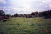 Bull's Acre, unmarked famine graves, short trip from the former Roscommon Workshouse.